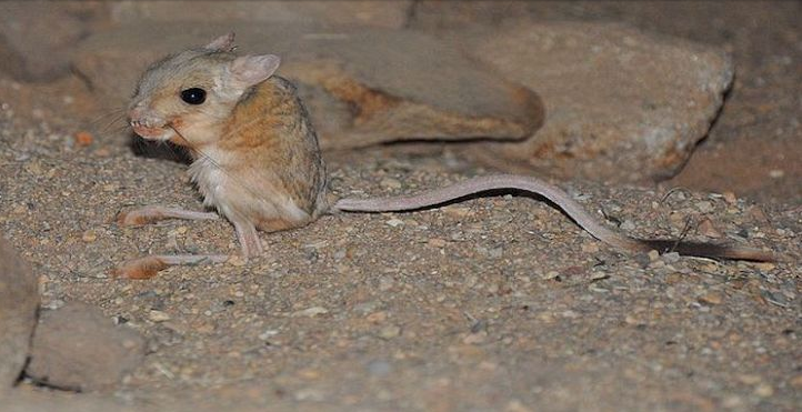 jerboas